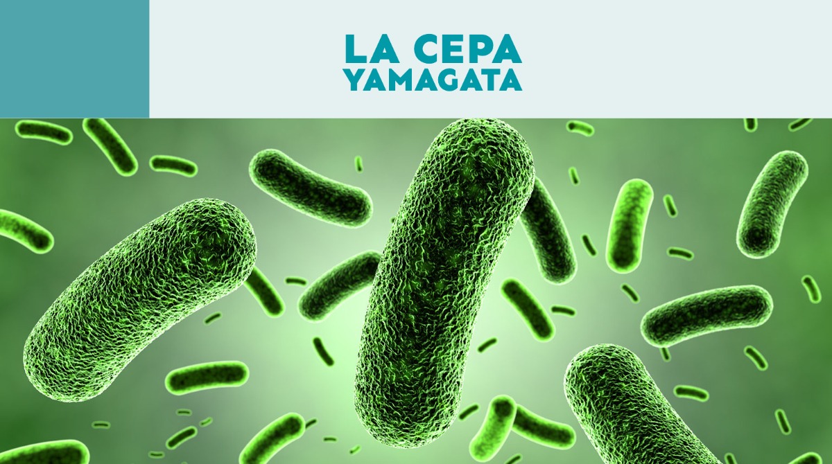 Lee más sobre el artículo La cepa Yamagata: Una de las que conforma la famosa gripe