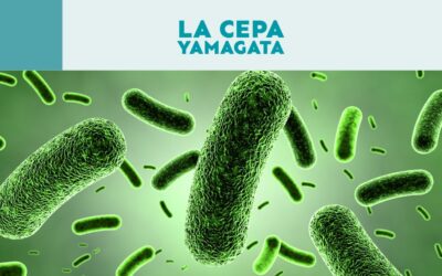 La cepa Yamagata: Una de las que conforma la famosa gripe